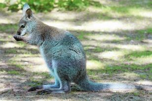 Bennet Känguru aus dem Tierpark Walldorf